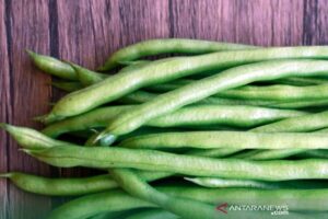 Protein Tinggi Tanpa Daging? Rahasia Kacang-kacangan Terungkap!